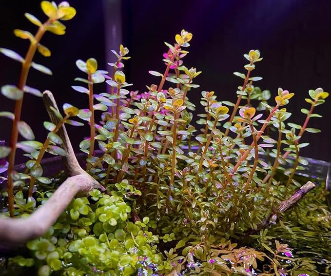 SubstrateSource Live Plant - Rotala H'ra Tissue Culture Aquatic Live Aquarium Plant - 100% Snail Free in Vitro Cup (Rotala H'ra)