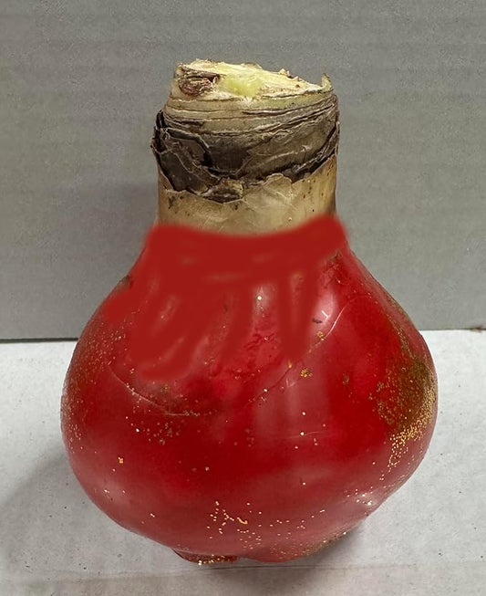 Waxed Red Amaryllis Bulb - Stunning Red Blooms - No Soil or Watering Required - Effortless Growth - Perfect for Holiday Décor & Gifting