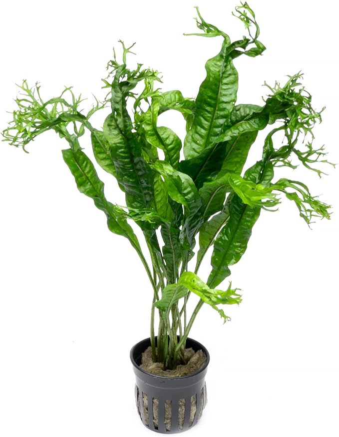 SubstrateSource Java Fern Live Aquarium Plants - Potted Freshwater Plant for Fish Tanks - Beginner Friendly, Low Light (Windelov, 1 Pot)