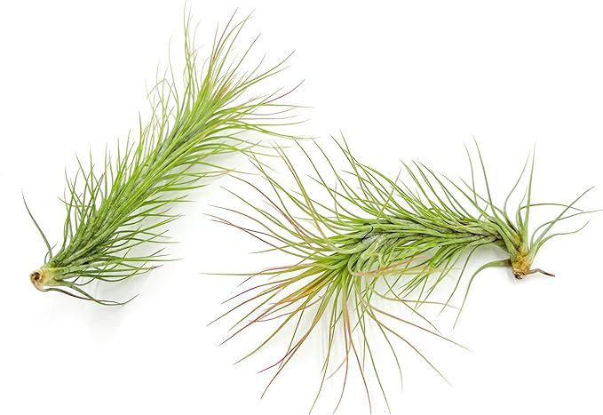 ragnaroc Air Plants - Tillandsia Funckiana, Large 5" - 2ct - Live Arrival Guaranteed - House Plants for Home Decor & Gift