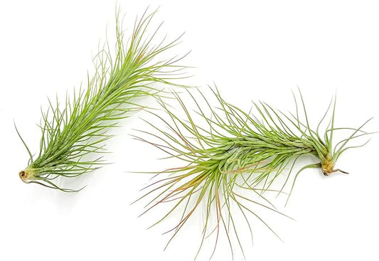 ragnaroc Air Plants - Tillandsia Funckiana, Large 5" - 2ct - Live Arrival Guaranteed - House Plants for Home Decor & Gift