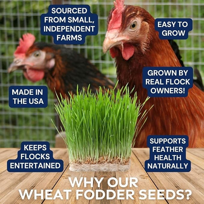 Fodder Seeds for Chickens (3 pounds), Pasture Grass Seed, Wheat Grass Seeds for Growing, Wheat Seeds for Fodder | Pampered Chicken Mama