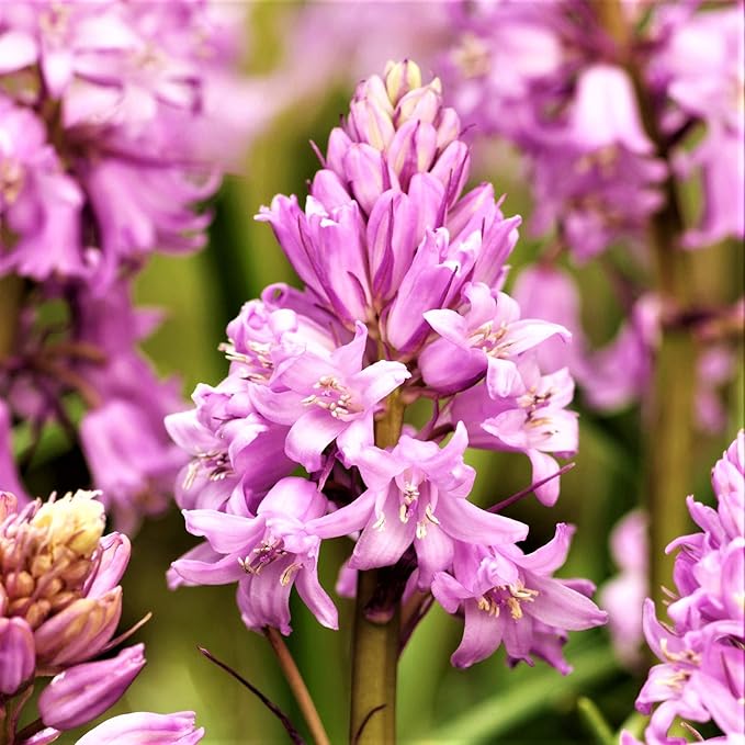 Easy to Grow Spanish Bluebells Pink 10 Plant Bulbs - Pink Fragrant Flowers in Spring, Partial Sun Outdoor Zones 3-8