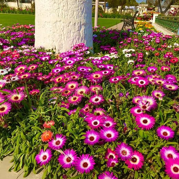 1000 X Mixed Lampranthus Spectabilis Seeds for Planting Easy to Grow Home Gardens Multicolor Wildflower Seeds Grow Coloured Garden Flowers Plants