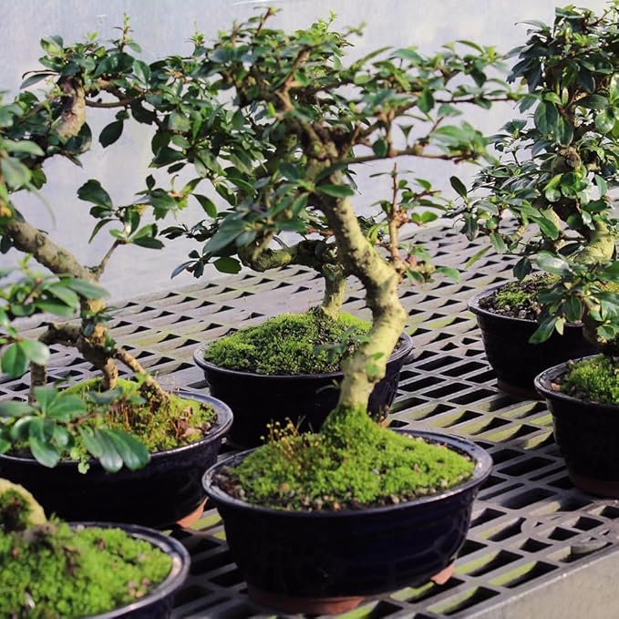 Brussel's Bonsai Live Fukien Tea Bonsai Tree - Medium, 9 Year, 8 to 12 inches Tall - Indoor Bonsai Tree Live with Ceramic Bonsai Pot