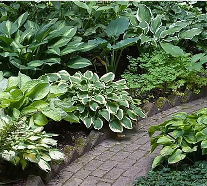 Aureo Marginata Hosta - Shade Plant 24" Tall - 36" Wide