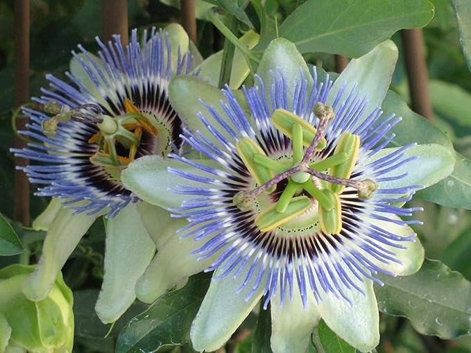 GARDENERA Premium Passion Fruit Potting Soil Mix - Perfect Balance of Nutrients, Drainage, and Aeration for Thriving Passion Fruit Vines - 1 Quart