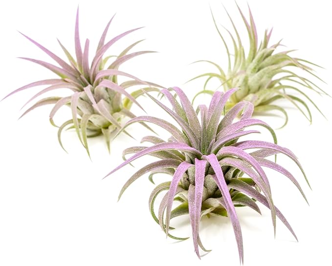 Lavender Colorful Tillandsia Air Plants - Long Lasting Color Enhanced Live Tillandsia Succulent House Plants - Home and Garden Decor - Easy Care Indoor and Outdoor Plants
