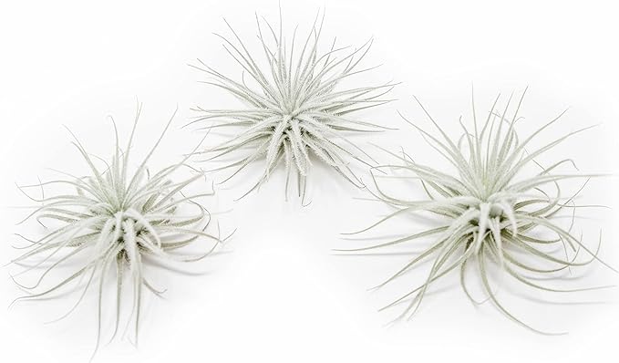 3 PCs Large Tectorum Ecuador Air Plant - Live Tillandsia Succulent House Plants - Available in Wholesale and Bulk - Home and Garden Decor - Easy Care Indoor and Outdoor Plants
