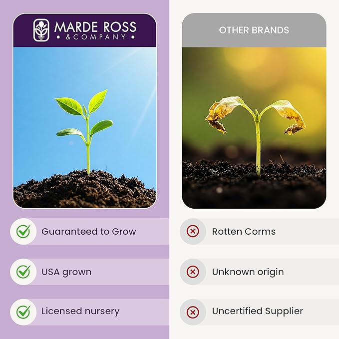 Saffron Crocus Corms for Planting – 10 Large Corms – Purple Blooms – Perennial Bulbs for Outdoor Planting That Produce The Saffron Spice.