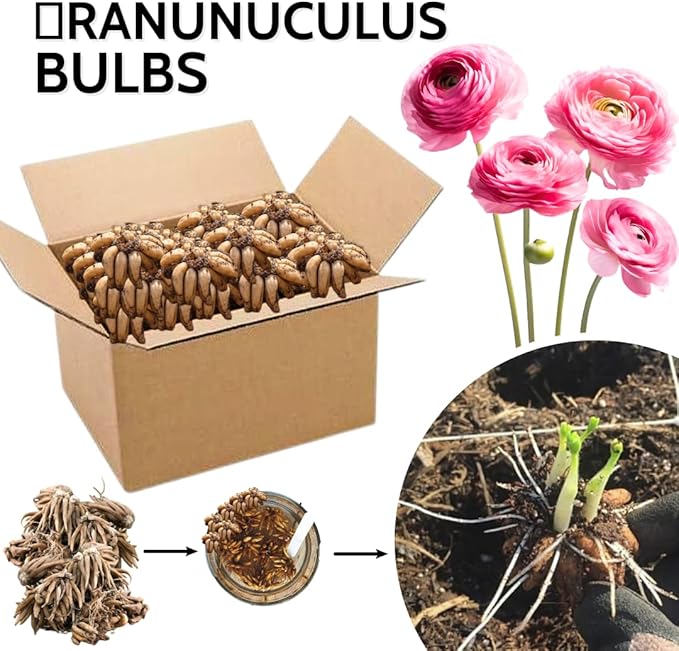 30 Ranunculus Bulbs for Fall Planting, Butterfly Ranunculus Corms, Peony Ranunculus Flower Bulbs for Garden, Vibrant Blooms in Spring (Pink Ranunculus)