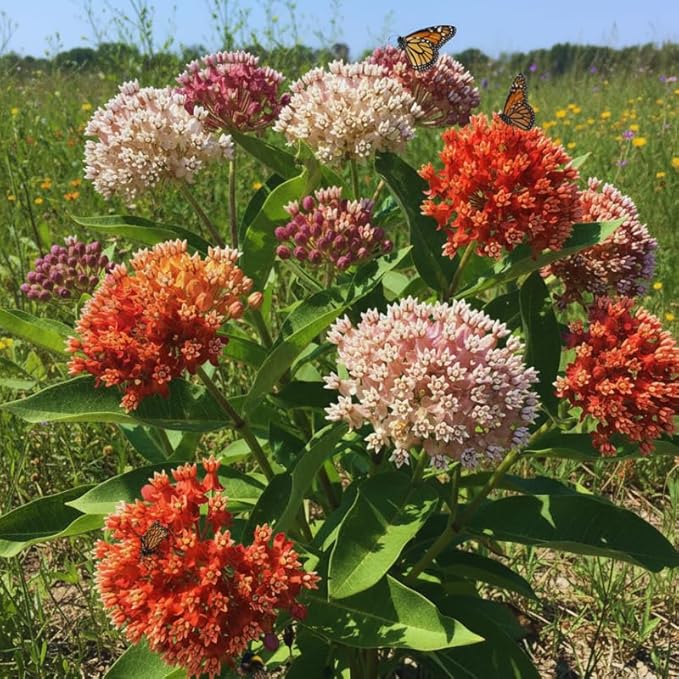 2 Mix Butterfly Milkweed Plants Live, Live Milkweed Plants, Asclepias Tuberosa Plant for Gardening, 5 to 7 Inc Tall
