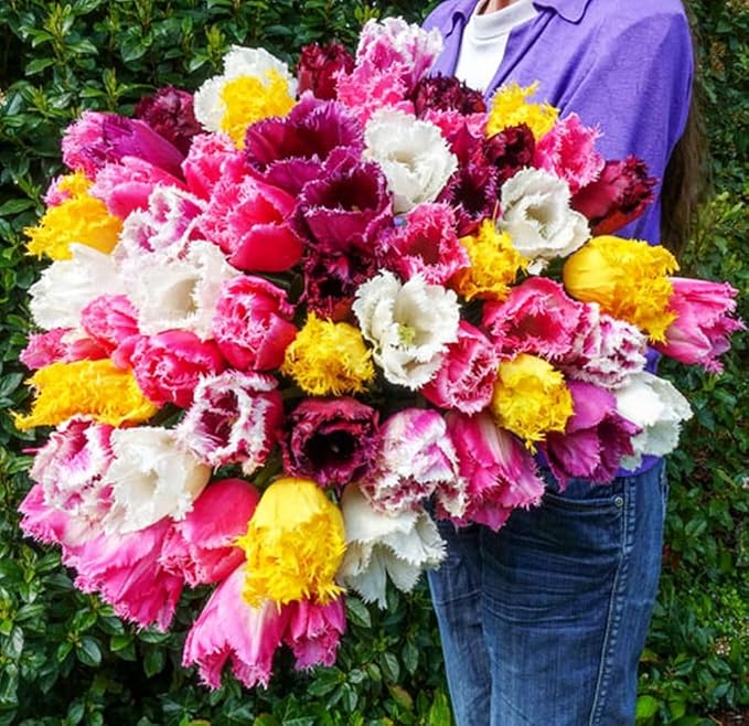 Mix Triumph Tulips 10 Bulbs for Fall Planting Colorful Flower Tulipa Darwin Hybrid Changing Colors Mixture Size 12+ 4 Varieties to Choose (Fringed Mixture, 10, Mix Color)