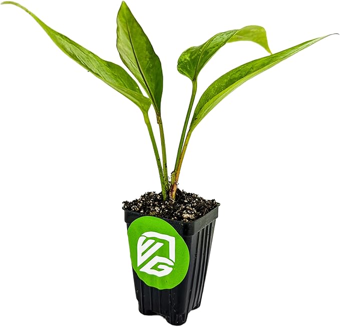 Big Red Bird Bird's Nest - Anthurium by Wellspring Gardens - Live Starter Plant - Live Indoor/Outdoor Plant, Ideal Air Purifying Plant for Home or Office, Great for Indoor & Outdoor Gardening