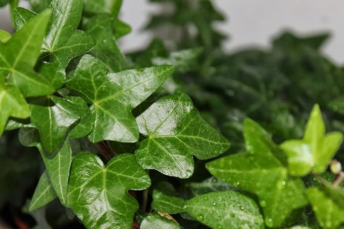 English Ivy Tree - 3 Live Plants in 4 Inch Pots - Hedera Helix - Florist Quality - Stylish Air Purifying Topiary Houseplant Vine