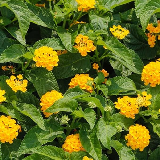2 Trailing Lantana Plants Live, Lantana Live Plants for Planting Outdoors Between 5 and 7 Inc Long Garden (Yellow)