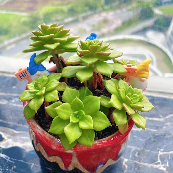 16pcs Mini Gnomes Set Fairy Garden Accessories Fairy Garden Statues for Outdoor, Indoor, Office Desk,Party Favors, Plant Pots and Gift Giving