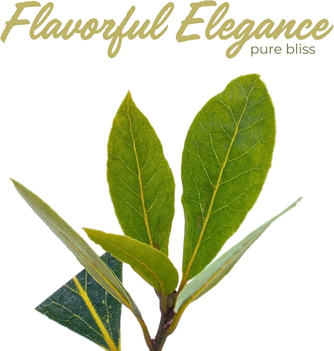 3 Live Bay Laurel Plants (Laurus Nobilis) – Aromatic Culinary Herb, Thriving in 2.5" Nursery Cubes