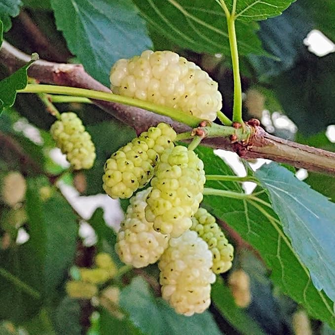 2 White Mulberry Plants - 12-18" Tall Live Plants - Sweet Mulberry Fruit Trees for Planting - Edible Berries Seedlings - Murus Alba - (2 Pack)