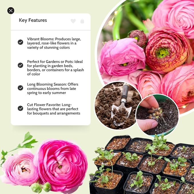 30 Ranunculus Bulbs for Fall Planting, Butterfly Ranunculus Corms, Peony Ranunculus Flower Bulbs for Garden, Vibrant Blooms in Spring (Pink Ranunculus)