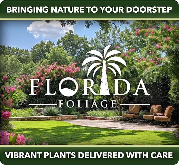 Jasmine Summer Sunset - 40 Live Plants - Trachelospermum Asiaticum - Colorful Groundcover Vine