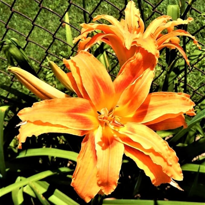 3 Double Orange Daylily Bulbs for Planting, Reblooming Daylilies Bulbs, Perennial Flowers Bulbs