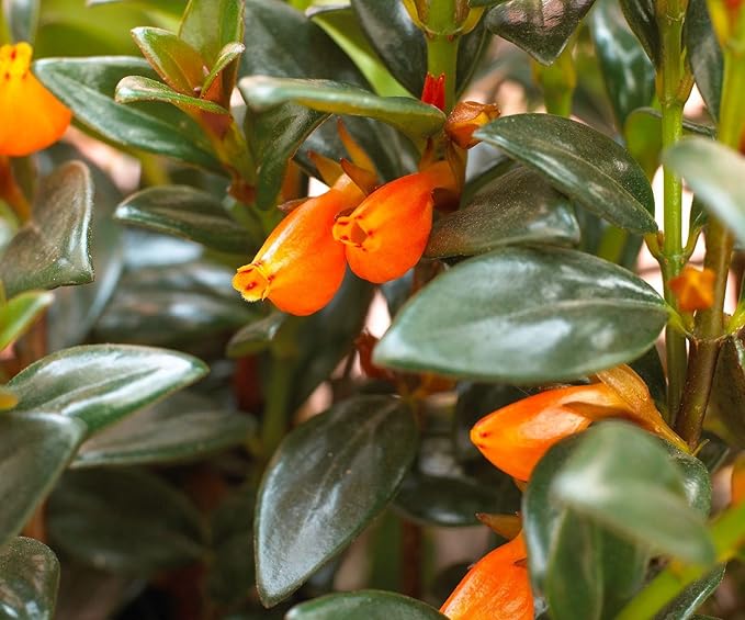 Orange Goldfish Starter Plant - 2 Inch Pot - Adorable Indoor Plant Blooms All Year