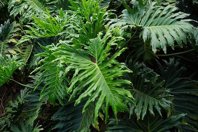 Gardenera Split Leaf Philodendron Soil Mix - Expertly Formulated for Strong Root Development - 2 Quart