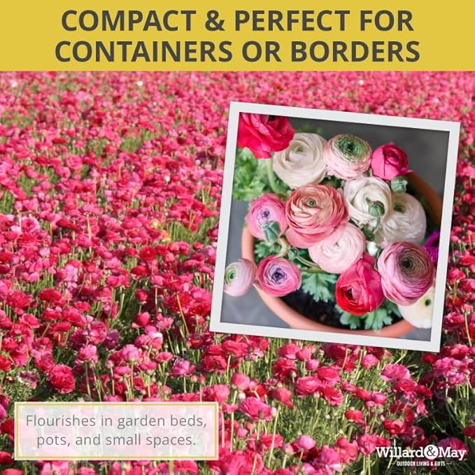 25 Pastel Mixed Ranunculus Bulbs Spring Planting - Buttercup Color Mix Value Bag - Plant in Gardens, Borders & Flowerbeds - Easy to Grow Flowers Bulbs by Willard & May