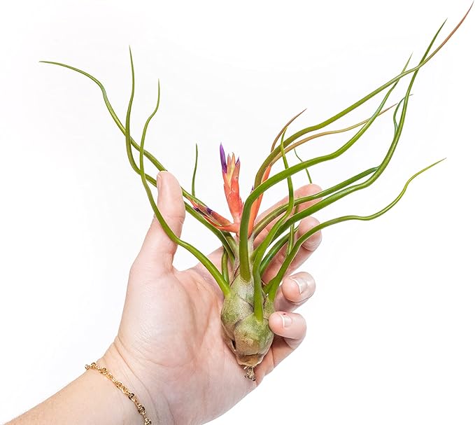 Air Plant Shop Large Bulbosa Belize Air Plants - Succulents - Live Tillandsia - Easy Care Indoor and Outdoor House Plants (Pack of 1)