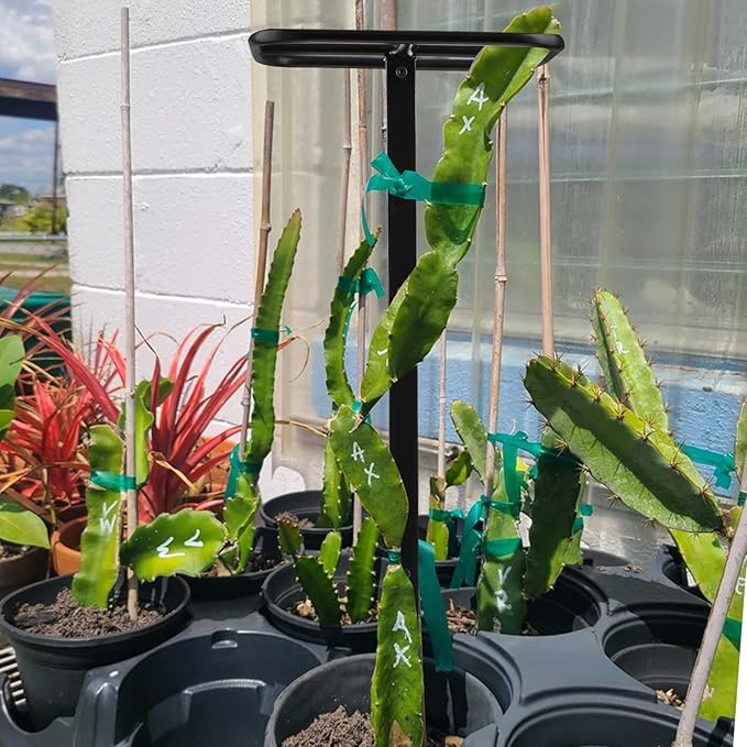 2PCS Dragon Fruit Trellis - Metal Plant Support for Climbing Plants in Outdoor Gardens, Easy Assembly, 12'' x 12'' x 50'' Size, Durable & Weatherproof Garden Support System