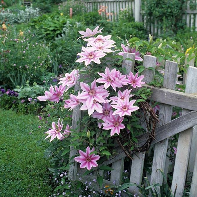 Clematis Fireworks - Live Plant in a 4 Inch Growers Pot - Clematis 'Fireworks' - Starter Plants Ready for The Garden - Beautiful Deep Pink and Purple Flowering Vine