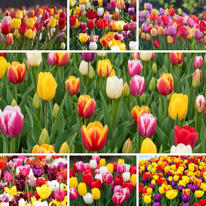 20 Tulip Bulbs for Fall Planting, Top Size Tulips Bulbs Perennial Flowers, Vibrant Spring Blooms, Easy Fall Planting (Darwin Tulip Collection)