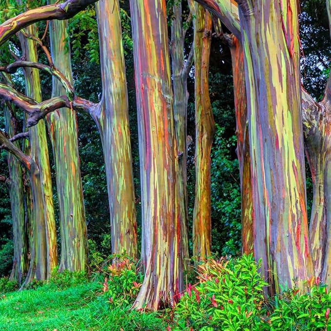 Eucalyptus Plant, Starter Eucalyptus Plant Live in 2.5" Pot, Cold Hardy, Fragrant Foliage, Ready to Grow Indoor Outdoor (Rainbow Eucalyptus)