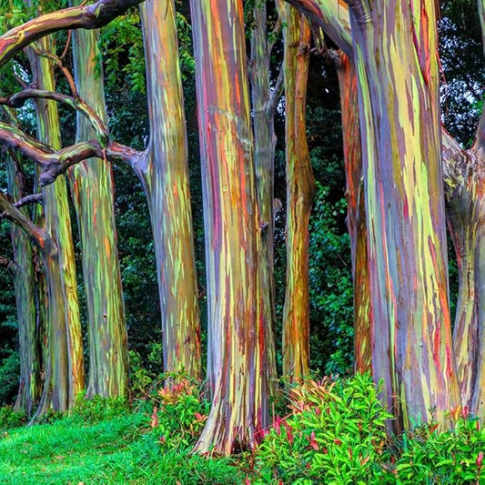 Eucalyptus Plant, Starter Eucalyptus Plant Live in 2.5" Pot, Cold Hardy, Fragrant Foliage, Ready to Grow Indoor Outdoor (Rainbow Eucalyptus)