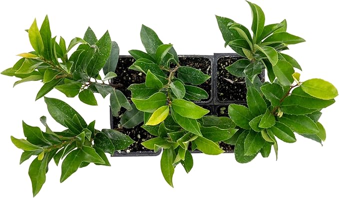 6 Dwarf Carolina Cherry Laurel in 3.5” Nursery Cubes (Prunus caroliniana ‘Compacta’) | Evergreen Shrub for Privacy Hedges, Screens, and Ornamental Landscaping | Ready-to-Plant Live Starter Plants