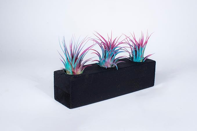 Air Plants 3 Pack - Tillandsia Ionantha - 3 Hole Planter - Organically Enhanced Color - Live Arrival Guaranteed - House Plants for Home Decor & Gift (3Pk Blue Pink + Planter)
