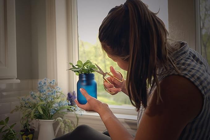 Hydroponic Herb Growing Kits - Fresh Oregano - Indoor Garden System in a Mason Jar - Herb Garden Kit for an Indoor Greenhouse - Indoor Plant Hydroponic Growing System w/Fresh Herb Seeds