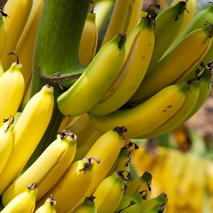 Grand Nain Banana Tree Live Plant, Cold Hardy Banana Plant Live, Tropical Banana Fruit Seedling, Well Rooted 4-8 Inch Tall