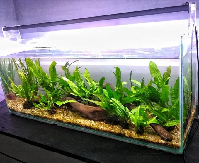 4 Species Freshwater Live Aquarium Plant Package Set Java Fern - Rosette Amazon Sword - Hygrophila Corymbosa - Java Fern Windelov