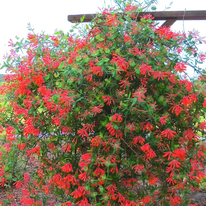 Red Coral Honeysuckle Live Plant Well-Rooted, 5-9" Red Honeysuckle Plant Live, Honeysuckle Vine Bush for Planting, Bush Honeysuckle