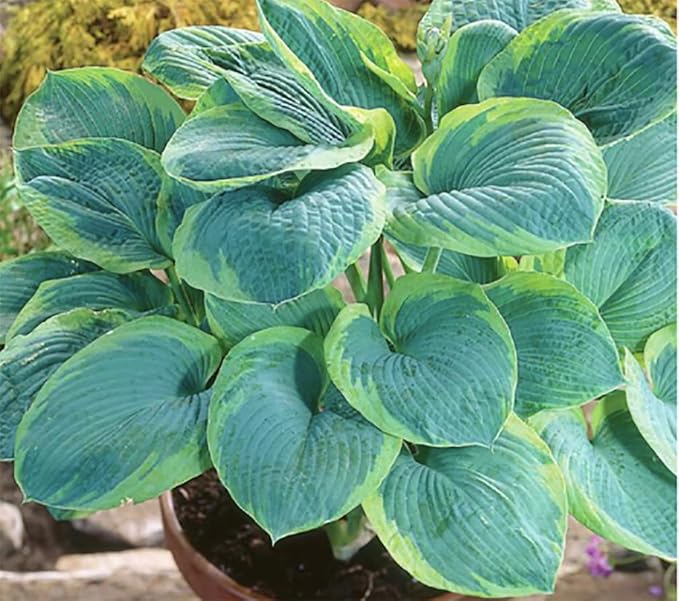 Gold Standard Hosta - Shade Plant 24" Tall