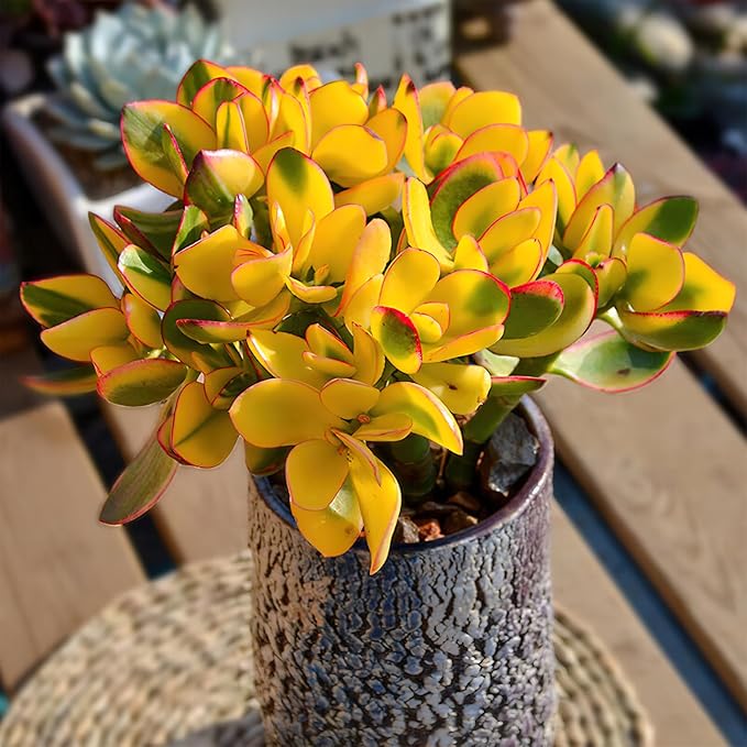 Golden Jade with Green Stripe Pot, Live Crassula Ovata 'Hummel Sunset' Succulent, Rare Cute Plant, Home Office Decor