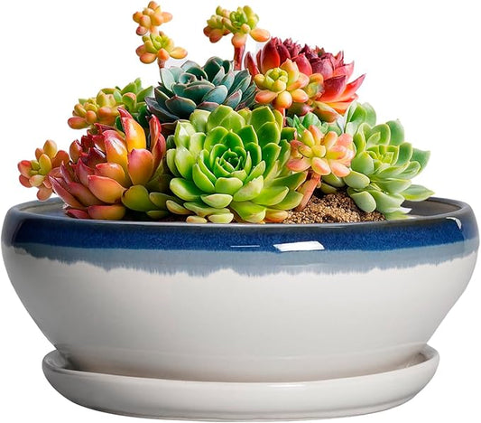 SQOWL Succulent Planters 6 Inch - Ceramic Bonsai Pots with Drainage Hole and Saucer, Round Shallow Planter for Indoor Outdoor Plants, Ceramic Cactus Pot, Apartment Decor, Gifts for Women, Blue-Beige