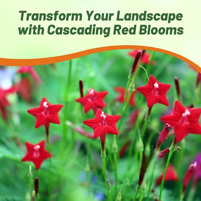 Outsidepride Red Cypress Vine Seeds - 100 Pcs Annual Flower Seeds with Nectar-Rich, Star-Shaped Flowers & Feathery, Fern-Like Leaves for Fences, Trellises, Pergolas & Vertical Gardens