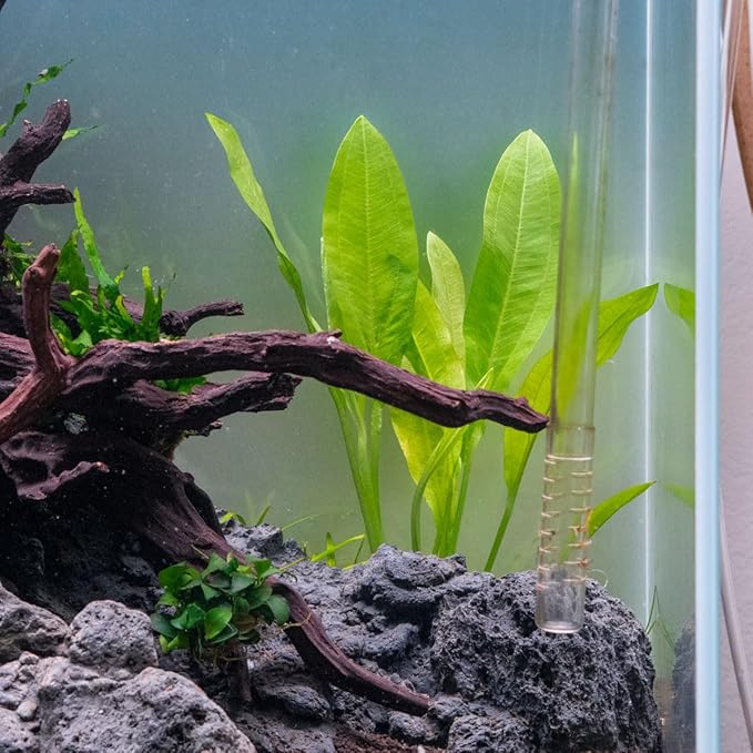 SubstrateSource Amazon Sword Echinodorus Bleheri Live Plant for Freshwater Aquariums, Natural Fish Tank Decorations, and Aquatic Decor (3 Pots (6-9 Plants))