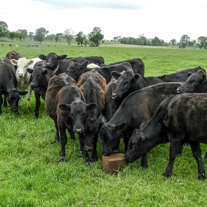 Outsidepride Ryegrass Seeds - 25 lb. Annual, Hardy & Fast-Growing, Cover Crop Seeds for Planting Glossy Dark Green Grass Leaves, Ideal for Hay Foraging, Pasture Grazing & Erosion Control