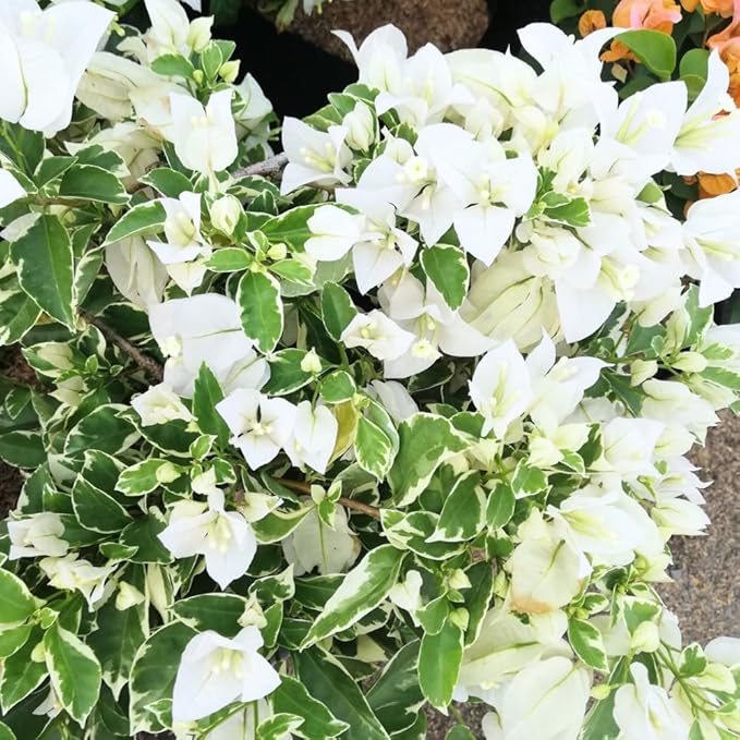 2 Bougainvillea Plants Live, Trailing Flowering Vines, 5-9” Tall, Well-Rooted Bougainvillea Trees for Outdoor Garden or Patio (Coconut Ice Bougainvillea)