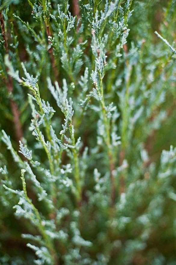 Skyrocket Juniper | 2 Large Gallon Size Plants | Juniperus Scopulorum | Evergreen Privacy Screen, Fast Growing Landscape Tree, Low Maintenance Garden, Ornamental Foliage, Drought Tolerant Plant