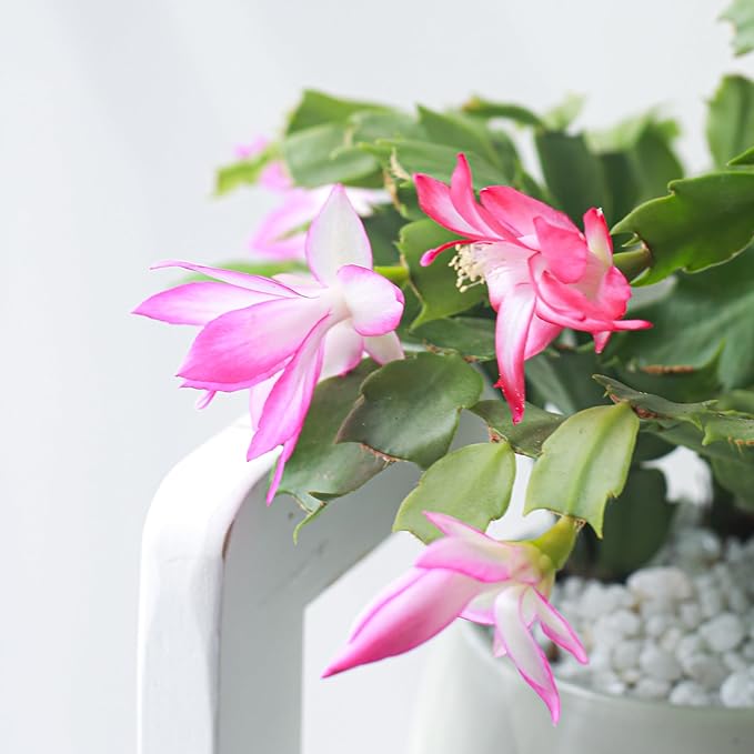 Christmas Cactus Thanksgiving Cactus (2 inch + Clay Pot) - Red/Pink/White Zygocactus - Holiday Decorating with Cacti and Succulents - Christmas Gift Ideas 2025